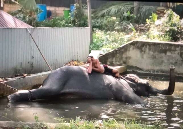 有照顧人員躺在被鎖鏈鎖住的大象邁恩（Myan）身上
