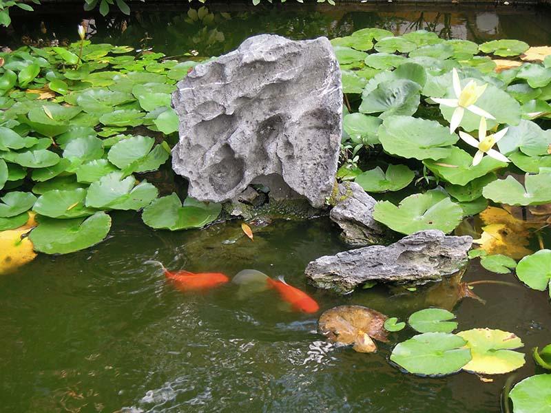 學校蓮池生趣盎然。一位熱心的老師更主動拋餵魚糧，讓金魚游上水面方便我們拍照。感謝！