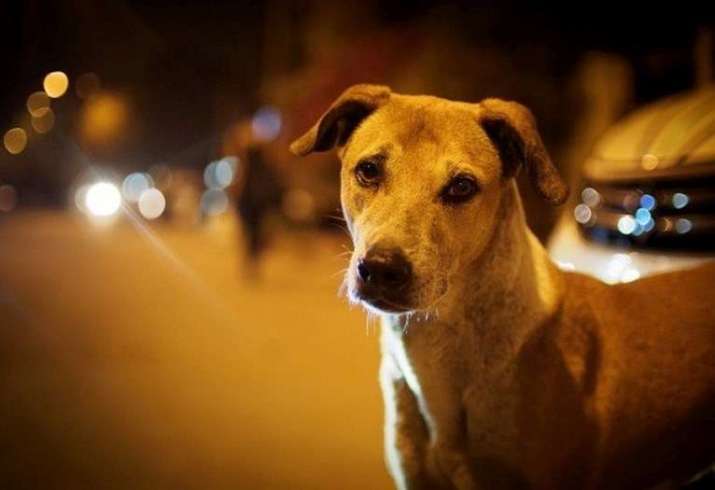 台北开创 让牠们一路好走 风气 尽心办理流浪猫狗的后事 让 友善动物城市 的规格日趋完善 佛门网 香港佛教网站